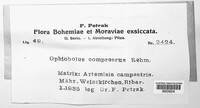 Image of Leptosphaeria compressa